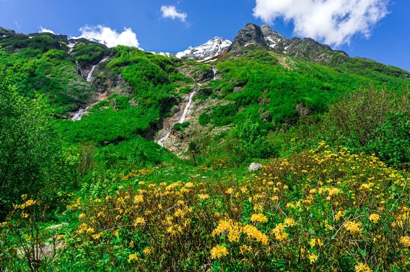Alpine Wildflowers